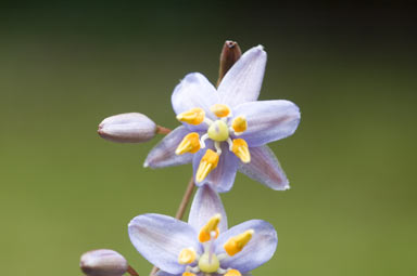 APII jpeg image of Dianella  © contact APII