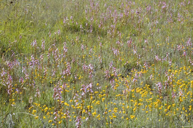 APII jpeg image of Stylidium graminifolium  © contact APII