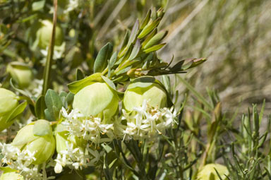 APII jpeg image of Pimelea bracteata  © contact APII