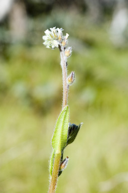 APII jpeg image of Myosotis australis  © contact APII