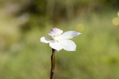 APII jpeg image of Caladenia  © contact APII