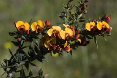 APII jpeg image of Daviesia ulicifolia subsp. ruscifolia  © contact APII