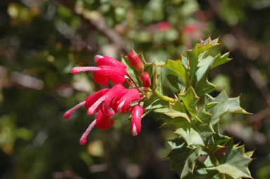 APII jpeg image of Grevillea 'Merinda Gordon'  © contact APII