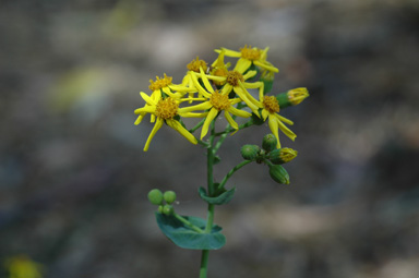 APII jpeg image of Senecio velleioides  © contact APII