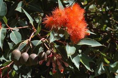 APII jpeg image of Corymbia ficifolia  © contact APII