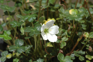 APII jpeg image of Oxalis magellanica  © contact APII