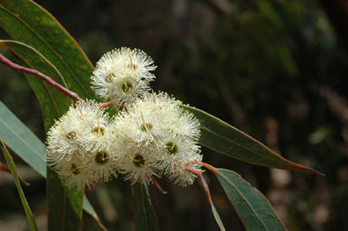 APII jpeg image of Eucalyptus planchoniana  © contact APII