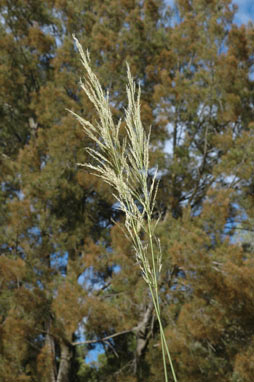 APII jpeg image of Austrostipa ramosissima  © contact APII