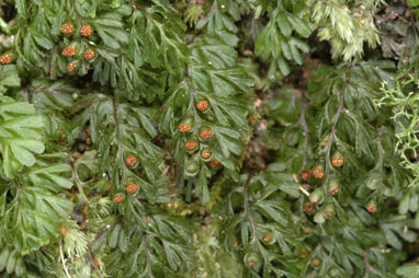 APII jpeg image of Hymenophyllum cupressiforme  © contact APII