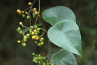 Stephania japonica 