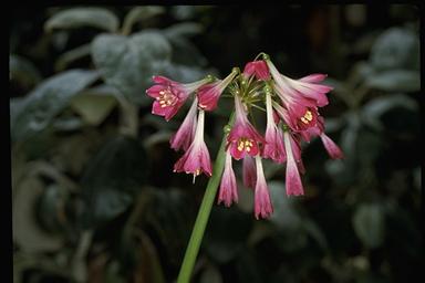 APII jpeg image of Calostemma purpureum  © contact APII