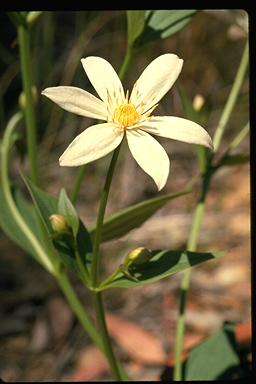 APII jpeg image of Clematis gentianoides  © contact APII