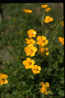 APII jpeg image of Ranunculus lappaceus  © contact APII