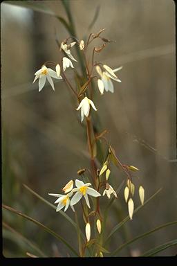 APII jpeg image of Stypandra glauca  © contact APII