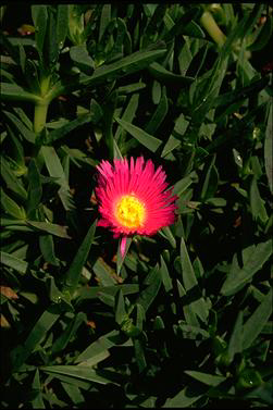 APII jpeg image of Carpobrotus modestus  © contact APII