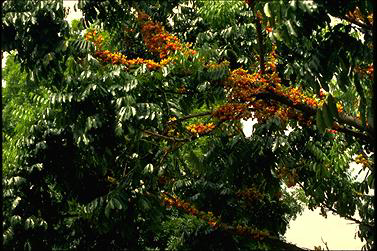 APII jpeg image of Castanospermum australe  © contact APII