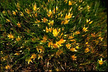 APII jpeg image of Conostylis seorsiflora  © contact APII