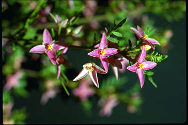 APII jpeg image of Boronia safrolifera  © contact APII