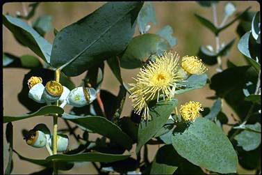 APII jpeg image of Eucalyptus cordata  © contact APII