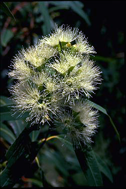 APII jpeg image of Eucalyptus curtisii  © contact APII