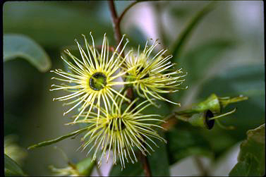 APII jpeg image of Eucalyptus occidentalis  © contact APII