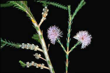 APII jpeg image of Melaleuca decussata  © contact APII