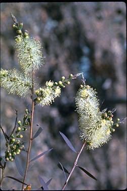 APII jpeg image of Melaleuca groveana  © contact APII