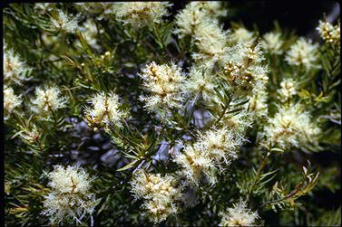 APII jpeg image of Melaleuca linariifolia  © contact APII