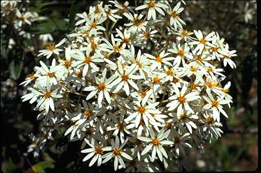 APII jpeg image of Olearia megalophylla  © contact APII