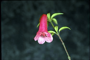 APII jpeg image of Rhododendron gracilentum  © contact APII