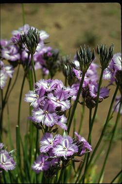 APII jpeg image of Thysanotus multiflorus  © contact APII