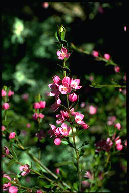 APII jpeg image of Boronia 'Aussie Rose'  © contact APII