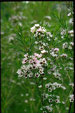 APII jpeg image of Chamelaucium uncinatum 'Snow Flakes'  © contact APII