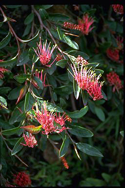 APII jpeg image of Grevillea 'Bush Carpet'  © contact APII