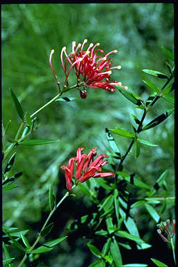 APII jpeg image of Grevillea 'Ember Glow'  © contact APII