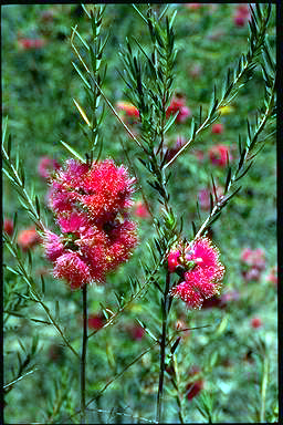 APII jpeg image of Melaleuca fulgens  © contact APII