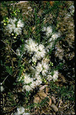 APII jpeg image of Melaleuca 'White Lace'  © contact APII