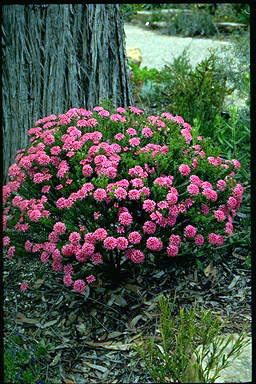 APII jpeg image of Pimelea 'Magenta Mist'  © contact APII