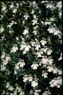 APII jpeg image of Prostanthera 'Poorinda Ballerina'  © contact APII