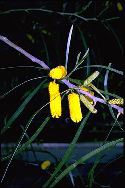 APII jpeg image of Acacia lasiocalyx  © contact APII