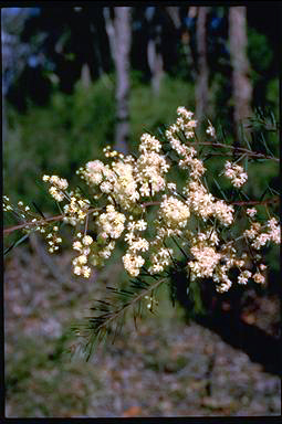 APII jpeg image of Acacia linifolia  © contact APII