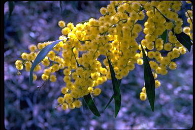 APII jpeg image of Acacia pycnantha  © contact APII