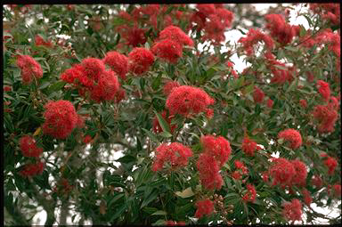 APII jpeg image of Corymbia ficifolia  © contact APII