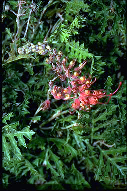 APII jpeg image of Grevillea bipinnatifida  © contact APII