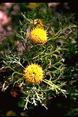 APII jpeg image of Isopogon anemonifolius  © contact APII