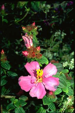 APII jpeg image of Osbeckia rubicunda  © contact APII