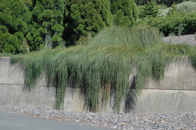 APII jpeg image of Casuarina glauca 'Cousin It'  © contact APII