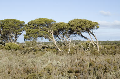 APII jpeg image of Melaleuca halmaturorum  © contact APII