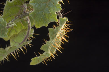 APII jpeg image of Solanum campanulatum  © contact APII