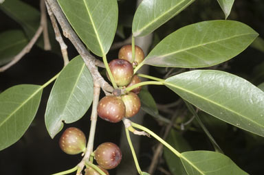 APII jpeg image of Ficus henneana  © contact APII